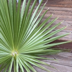 ワシントンヤシ　大葉　生花　造花　レイアウト　の画像