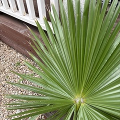 ワシントンヤシ　大葉　生花　造花　レイアウト　の画像