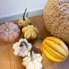 ディスプレイ用オバケカボチャの画像