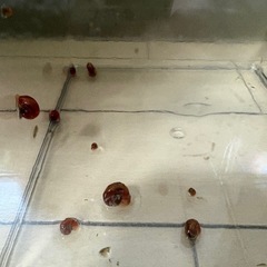 お届け可能！レッドラムズホーンの画像