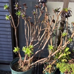 アエオニウム 黒法師 多肉植物の画像
