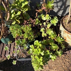 アエオニウム 黒法師 多肉植物の画像