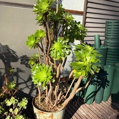アエオニウム 黒法師 多肉植物の画像