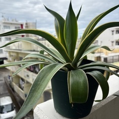 アガベの画像