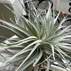 エアプランツの画像