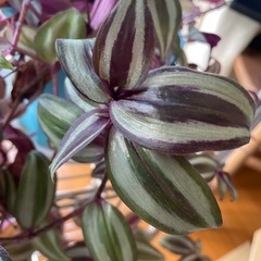 ラスト1名さま　差し上げます　抜き苗　ゼブリナ　　観葉植物　インテリア植物の画像