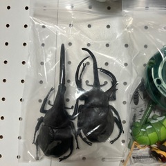 ガシャポンシリーズ　イモムシ新品4個/カブトムシ、イモムシ、蜂開封品ジャンク品の画像