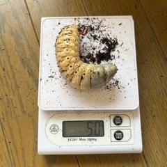 カブトムシ、ヘラクレス幼虫ペアの画像