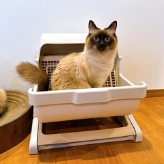 猫　半自動トイレの画像