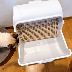 猫　半自動トイレの画像