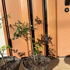 金柑の苗　２鉢の画像