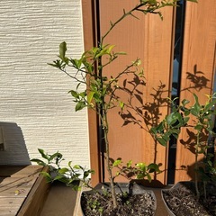 金柑の苗　２鉢の画像