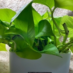 ポトスの画像