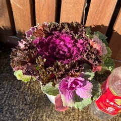 葉牡丹 ハボタンミックス1pの画像