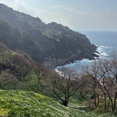 【今が旬♪】越前水仙 (10本〜）の画像