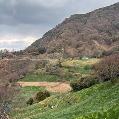 【今が旬♪】越前水仙 (10本〜）の画像
