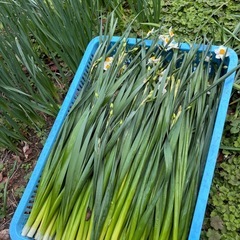 【今が旬♪】越前水仙 (10本〜）の画像