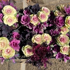 葉牡丹寄植え　ハボタン ガーデニング 花植物の画像