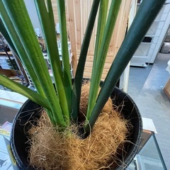 【フェイクグリーン】【ニトリ】クリーニング済み【管理番号1230】野の画像