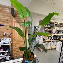 【フェイクグリーン】【ニトリ】クリーニング済み【管理番号1230】野の画像