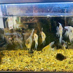 エンゼルフィッシュ
 の画像