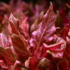 アルテルナンテラ レインキー 斑入り(Alex)
の画像