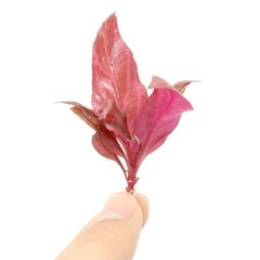 アルテルナンテラ レインキー 斑入り(Alex)
の画像