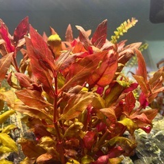 アルテルナンテラ レインキー 斑入り(Alex)
の画像