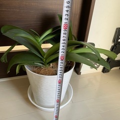 胡蝶蘭　3株　花色白いの画像