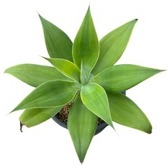 アガベ・アテナータ　観葉植物の画像