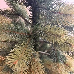 クリスマスツリー　シュヴァルツヴァルトツリー　の画像