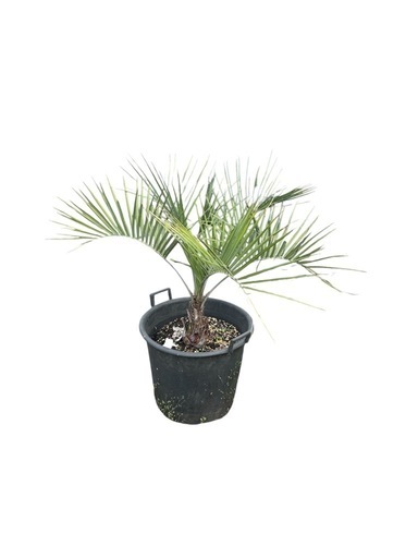 ココスヤシ?　観葉植物