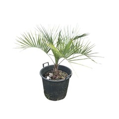 ココスヤシ🌴　観葉植物の画像