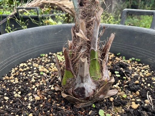 ココスヤシ?　観葉植物