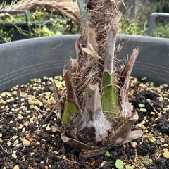 ココスヤシ🌴　観葉植物の画像