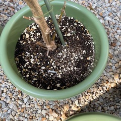 【お取引中】プランター4つの画像