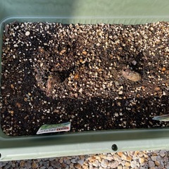 【お取引中】プランター4つの画像