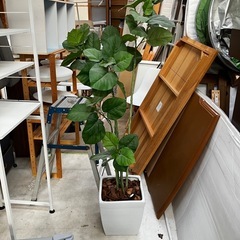 観葉植物 鑑賞用 ウンベラータ 180cmの画像