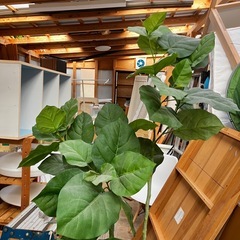 観葉植物 鑑賞用 ウンベラータ 180cmの画像