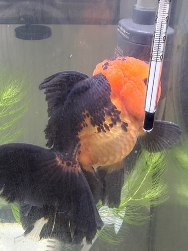 オランダ獅子頭3匹