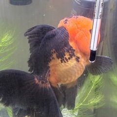 オランダ獅子頭3匹の画像