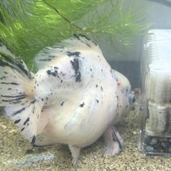 オランダ獅子頭3匹の画像