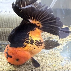 オランダ獅子頭3匹の画像