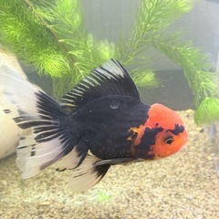 オランダ獅子頭3匹の画像