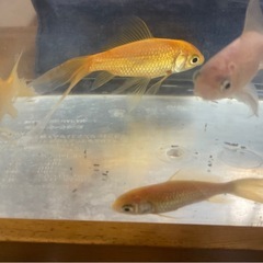 【お話し中】金魚4匹の画像