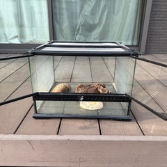 ガラステラリウム　　　の画像