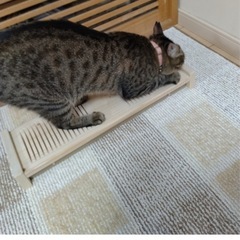 木製2way(両面使用)ネコ用爪とぎの画像