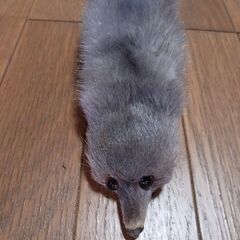 ミンク　襟巻きの画像