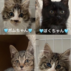 🩵可愛すぎる4匹兄妹🩷