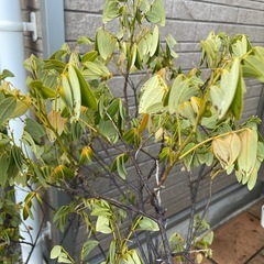 お譲りします　観葉植物　コバナセンナ　黄色　葉の画像